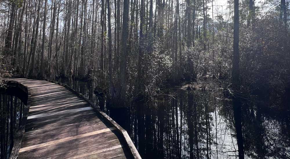 Image of Woods Bay State Park with boardwalk in Carolina Bay swamp